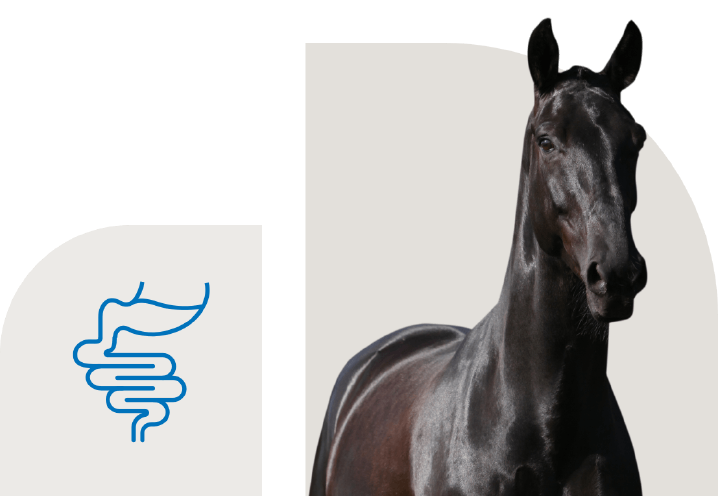 bild hoeveler sortiment supplemente verdauung